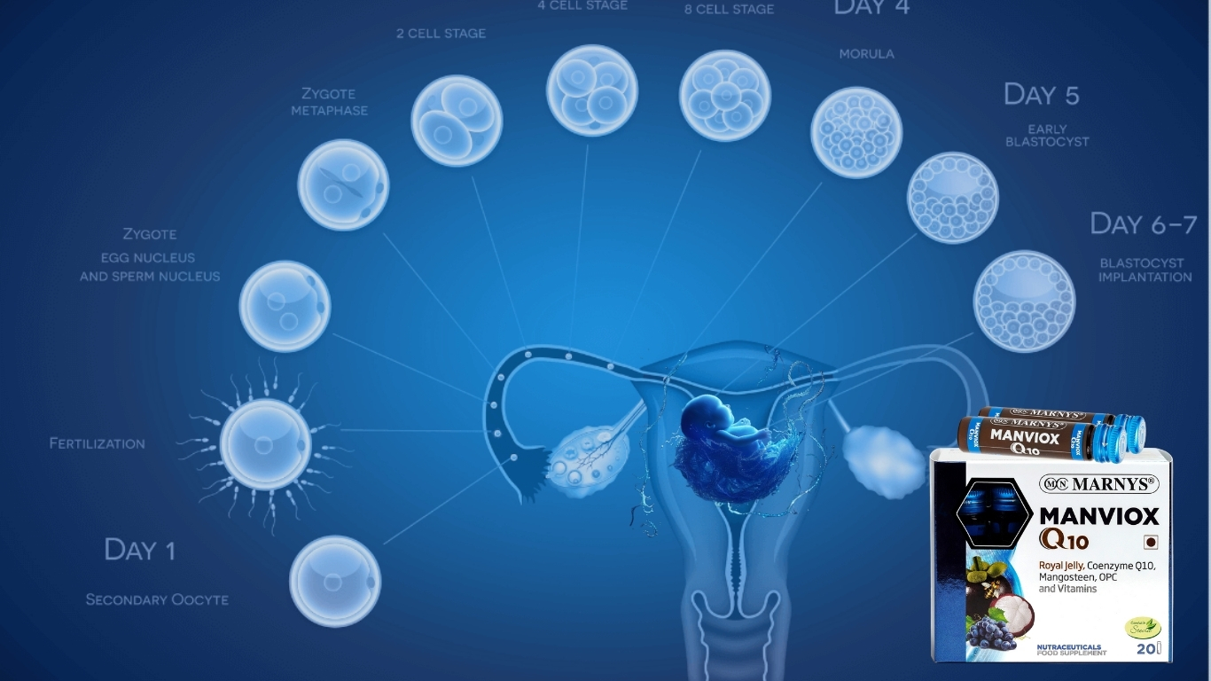 Read more about the article “Manviox Q10: The Fertility Game-Changer Boosting IVF Success Rates Naturally!”